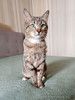 Полосатый молодой котик Кузя ищет дом 