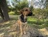 Два очаровательных дворянина и их мама ищут дом