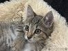 Микки-котенок мечты для вашей семьи!