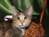 Котенок девочка трехцветная Флора, 2 месяца, ищет дом