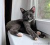 Котёнок Томас ищет дом!
