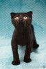 Чёрный котёнок Марио - метис вислоушки в дар
