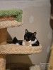 Котик Рембик