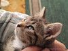 Ищет дом и самые добрые руки замечательная девочка Милли (Мелисса).