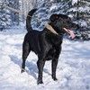 Красавчик Том ищет дом!