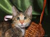 Котенок девочка трехцветная, 4 месяца, ищет дом.