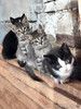 Ласковые, трогательные котята мальчики и девочки ищут дом