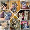 Совсем маленькие котята мальчики и девочки в добрые руки