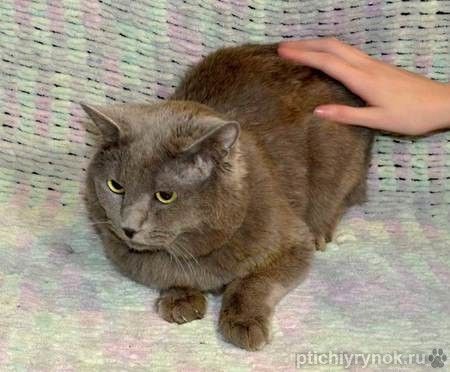 Ясон, кот-подкидыш, который всё ещё ждёт своего человека