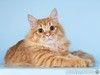 Нежный ласковый рыжий котик Лютик