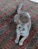 Красивая юная кошечка в добрые руки