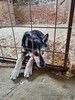 Голубоглазый ласковый пёс Харлей в дар