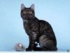 Молоденький ласковый котик Зевс, окрас черный дым