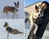 Щеночки ждут именно вас, ответственных, любящих.