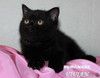 Британские черные котята из питомника VIVIAN.