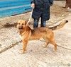 Сэмми в поисках своей семьи!