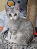 Котенок Масик, серебристо-серый позитивчик ищет дом