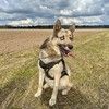 Очаровательный пес Бамси с разноцветными глазами ищет хозяина!