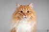 Рыжий котик Пушкин ищет семью. 