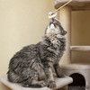 Ласковый котик Славик в добрые руки