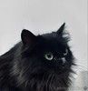 Роскошная пушистая черная кошечка Черника в дар