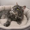 Ласковый котик Славик в добрые руки