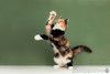 Пушистая яркая трехцветная красавица кошка Ириска в добрые руки