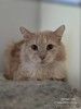 Котик Том
