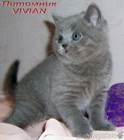 Британские котята голубого и лилового окраса.