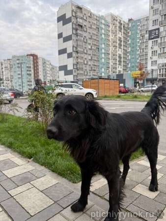 Уголек ищет дом!