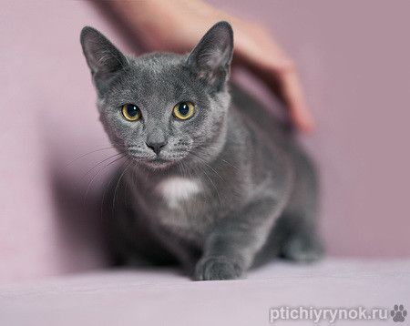 Котенок Жеки ищет свой дом