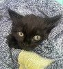Маленький чёрненький котёнок в добрые руки
