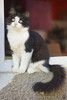 Шикарный котенок Хвост в добрые руки!