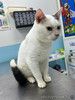 Домашний, ласковый кот Милки живёт в клетке. Срочно ищет дом!