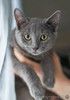 Котенок Жеки ищет свой дом