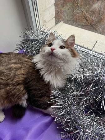 Ласковый котик Рон ищет семью!