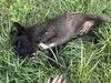 Щенок метис русско-европейской лайки и малинуа ищет дом.