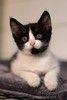 Ищет дом чудесный  котенок.