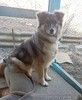 Нежный и ласковый Тоша очень ждёт своего человека.