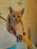 Котенок Лео - счастье в дом!