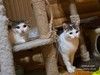Котик Фокс
