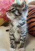 Крошечки-котята, мальчик и девочки ищут дом
