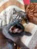 Чудесный котенок 2 месяца в добрые руки.