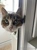 Кошечка Лапа, милое создание очень хочет вернуться домой!