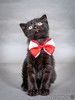 Роскошный черный котенок Марио, метис шотландской вислоухой ищет дом