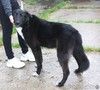 Собака-компаньон Туман мечтает о семье и доме