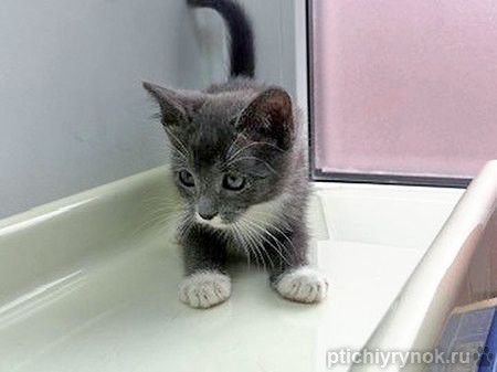 Спасенное солнышко котенок Алиса ищет дом