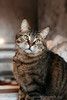 Ручная ласковая кошка Музыка с кисточками на ушах в добрые руки