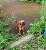 Пти-брабансон яркий мальчик