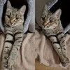 Ищет дом молодая кошечка Нюша.